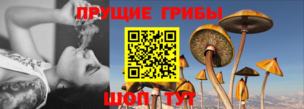 Псилоцибиновые грибы Psilocybe  Вход с VPN  Тверь 